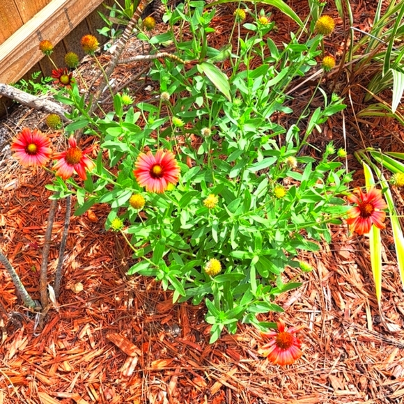 FREE GIFT Seeds with Purchase! - Picture 6 of 11